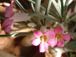 Adenium oleifolium new growth